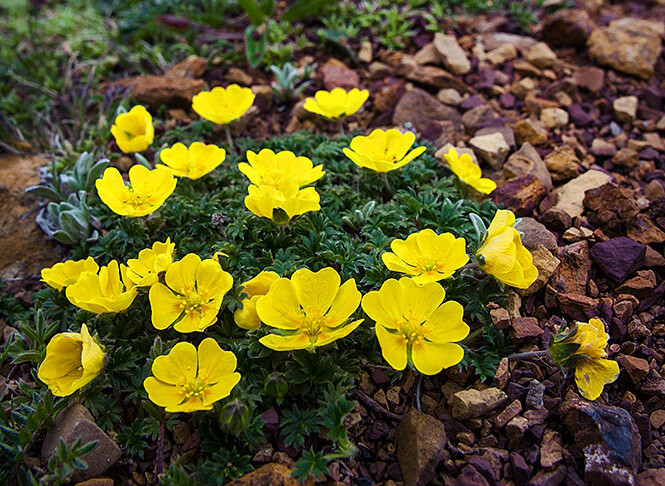 丛生钉柱委陵菜 Potentilla saundersiana var. caespitosa ，蔷薇科委陵菜属。