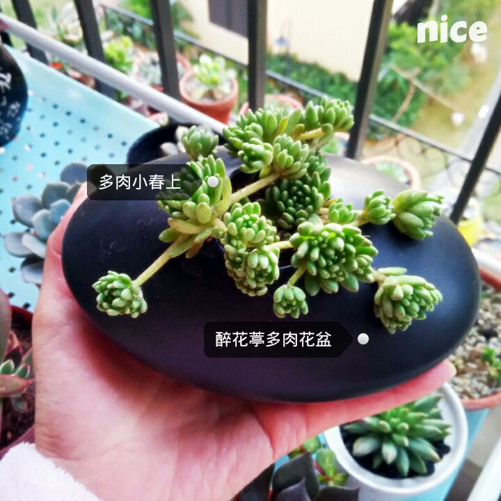 醉花葶多肉花盆