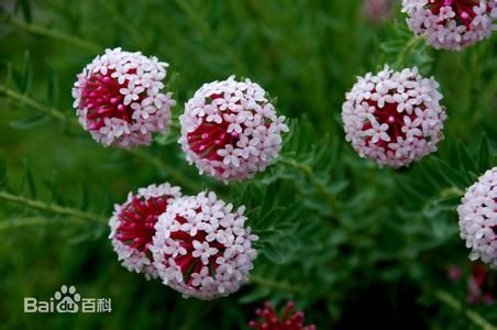 狼毒（拉丁学名：Stellera chamaejasme Linn.），别名川狼毒、续毒、绵大戟、山萝卜、闷花头、热加巴、一扫光、搜山虎、一把香、药罗卜、生扯拢、红火柴头花、猴子根、断肠草，瑞香科、狼毒属植物。狼毒的根系较大，生长于草原，是草原退化的标志。狼毒为瑞香科狼毒属，多年生草本或灌木。