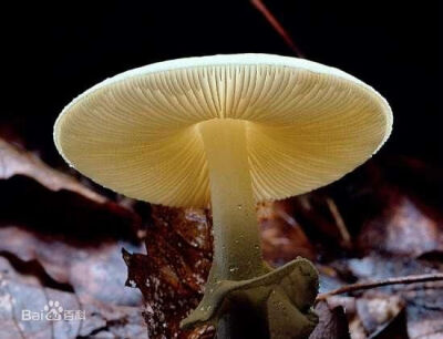 死亡天使蘑菇（Amanita bisporigera）是一种含有致命毒素的真菌，一般分布于北美东部南部至墨西哥的针阔混交林和落叶阔叶林，但在北美西部很少发现；也被发现在哥伦比亚的松树种植园。蘑菇有白色的光滑菌盖，直径可…