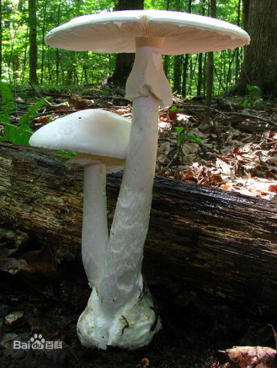 死亡天使蘑菇（Amanita bisporigera）是一种含有致命毒素的真菌，一般分布于北美东部南部至墨西哥的针阔混交林和落叶阔叶林，但在北美西部很少发现；也被发现在哥伦比亚的松树种植园。蘑菇有白色的光滑菌盖，直径可…