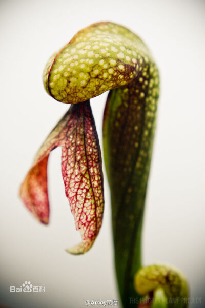 眼镜蛇草（学名：Darlingtonia californica）是瓶子草科的其中一个属，为一种食虫植物，主要分布在美国加利福尼亚州北部与奥勒冈州。 眼镜蛇草是非常知名的食虫植物品种，因酷似眼镜蛇而得名，是许多玩家收藏的目标…