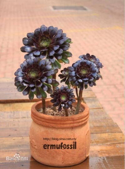 ”黑法师 [1] “（Aeonium arboreum 'Atropureum'）是景天科莲花掌属多肉植物（多浆植物），为莲花掌的栽培品种。其外形特殊，叶色美观，极具观赏价值，其厚重的叶片聚合而成的花型，十分美丽，莲花形状的黑法师庄严…