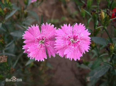 石竹（Dianthus chinensis L.）又称石菊、绣竹、常夏、日暮草、瞿麦草、笔屑花等；多年生草本植物。石竹因其茎具节，膨大似竹，故名。分布于俄罗斯、朝鲜以及中国大陆的北方、南方等地，生长于海拔10米至2700米的地…