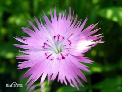 石竹（Dianthus chinensis L.）又称石菊、绣竹、常夏、日暮草、瞿麦草、笔屑花等；多年生草本植物。石竹因其茎具节，膨大似竹，故名。分布于俄罗斯、朝鲜以及中国大陆的北方、南方等地，生长于海拔10米至2700米的地…