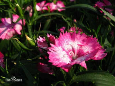 石竹（Dianthus chinensis L.）又称石菊、绣竹、常夏、日暮草、瞿麦草、笔屑花等；多年生草本植物。石竹因其茎具节，膨大似竹，故名。分布于俄罗斯、朝鲜以及中国大陆的北方、南方等地，生长于海拔10米至2700米的地…