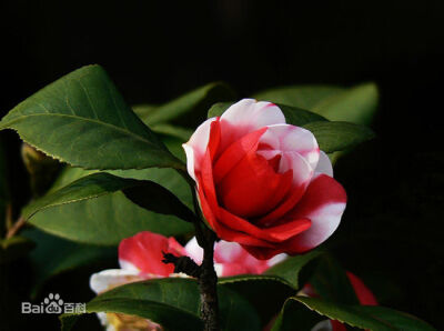 山茶花（學名：Camellia japonica L. ），又名：山茶、茶花，山茶科、山茶屬植物屬常綠灌木和小喬木。古名海石榴。有玉茗花、耐冬或曼陀羅等別名，又被分為華東山茶、川茶花和晚山茶。茶花的品種極多，是中國傳統(tǒng)的…