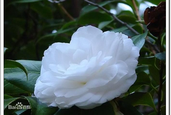 山茶花（學名：Camellia japonica L. ），又名：山茶、茶花，山茶科、山茶屬植物屬常綠灌木和小喬木。古名海石榴。有玉茗花、耐冬或曼陀羅等別名，又被分為華東山茶、川茶花和晚山茶。茶花的品種極多，是中國傳統(tǒng)的觀賞花卉，“十大名花”中排名第七，亦是世界名貴花木之一。分布于重慶、浙江、四川、江西及山東；日本、朝鮮半島也有分布。