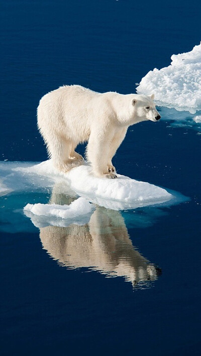 polar bear-Natalie's❤