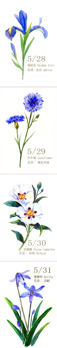 5.28～5.31生日花