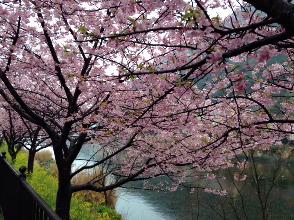 河津の桜