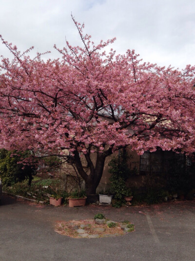 桜の木