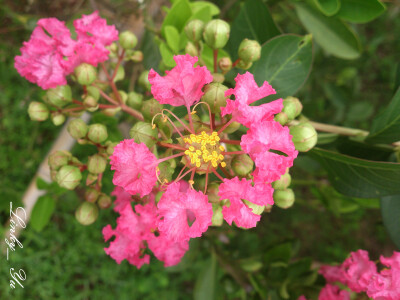 紫薇（痒痒树）Lagerstroemia indica 落叶小乔木或灌木，树干灰褐色，平滑（b）。叶对生至互生，椭圆形至倒卵形。圆锥花序顶生；萼半球形，6浅；花瓣6，皱缩状，边缘有不规则缺刻；雄蕊多数，外轮6 枚较长。蒴果近球…