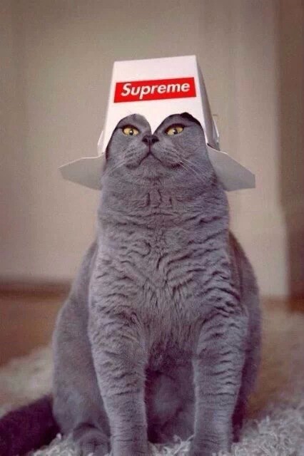 superme cat