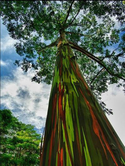 夏威夷的彩虹桉树：在南太平洋生长的树，实用而美观