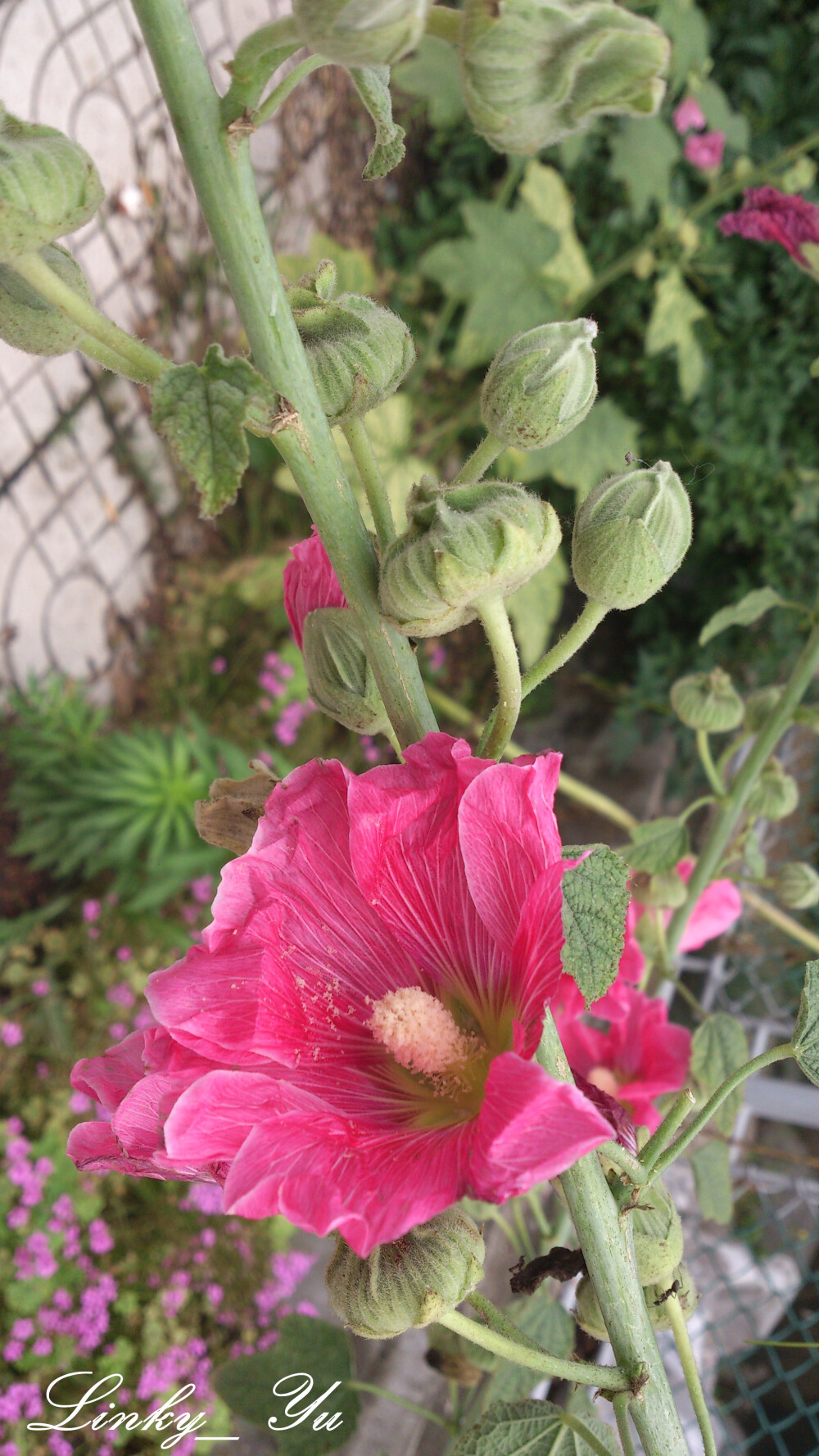 蜀葵(麻杆花、一丈红、蜀季花) Althaea rosea 锦葵科，二年生草本，高达2.5米；茎直立，不分枝。叶互生，近于圆心形，有时呈5-7浅裂，边缘有齿。花大，单生于叶腋，有红、紫、白、黄及黑紫等各色，单瓣或重瓣。果盘状，熟时每心皮自中轴分离。 原产我国；世界各地广泛栽培。茎皮纤维可代麻用；种子可榨油；花和种子入药，能利尿通便。