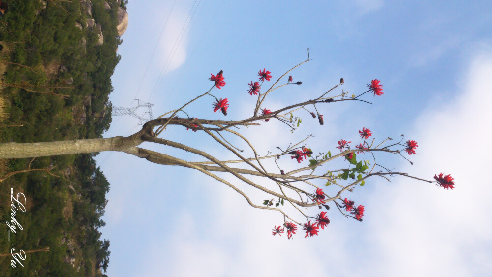 刺桐，（学名：Erythrina variegata Linn.）豆科、刺桐属，落叶乔木，高约20m，干皮灰色，具圆锥形皮刺，花期3月。荚果呈念珠状，种子红色。 原产在热带亚洲及太平洋洲诸岛的珊瑚礁海岸。是中国泉州、日本宫古岛市的市花、冲绳县的县花。