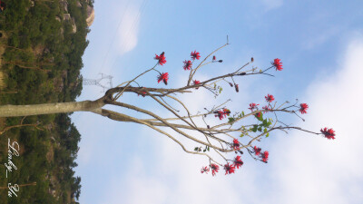 刺桐，（学名：Erythrina variegata Linn.）豆科、刺桐属，落叶乔木，高约20m，干皮灰色，具圆锥形皮刺，花期3月。荚果呈念珠状，种子红色。 原产在热带亚洲及太平洋洲诸岛的珊瑚礁海岸。是中国泉州、日本宫古岛市的…