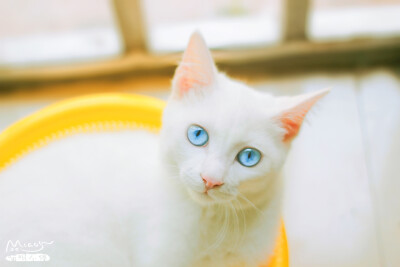 你的眼睛宛如蓝天倒影～