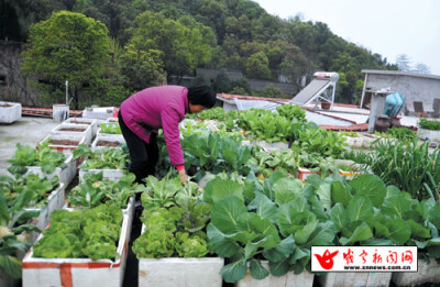 屋顶种菜