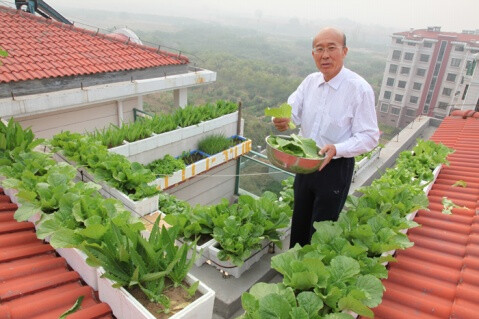 屋顶种菜