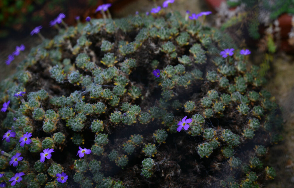 Dionysia sp. ，报春花科垫报春属。