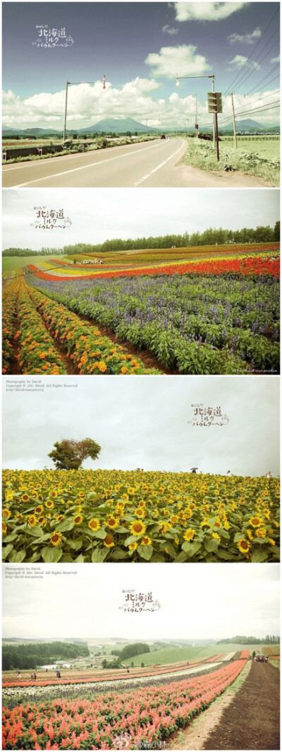 去北海道看花