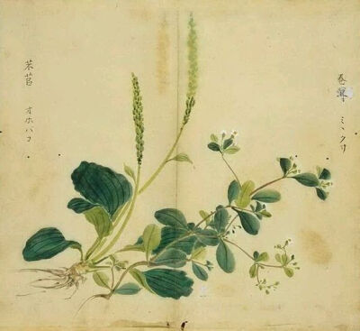 3.芣苡，即车前子，种子和全草入药。出自《召南•芣苡》：采采芣苡，薄言采之；卷耳，即现在的苍耳子，很容易与衣物勾连粘，所以有“常思”的意思在。出自《国风·周南》：采采卷耳，不盈顷筐。嗟我怀人，寘彼周行