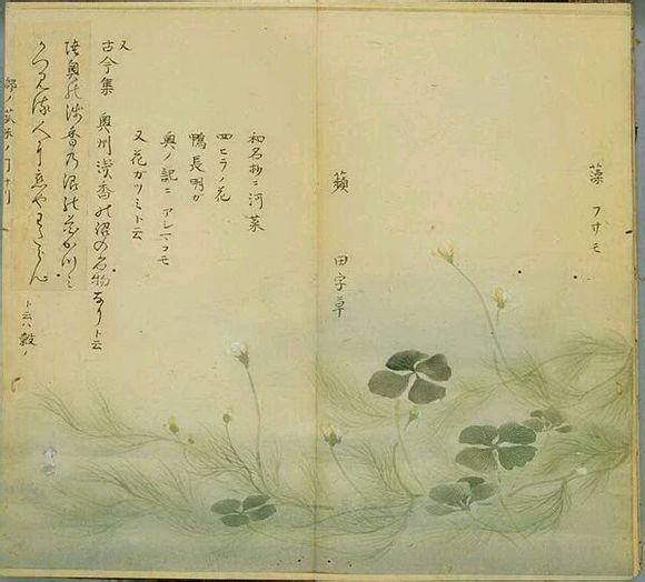 5.苹，一种水草，药用，也可作为饲料。出自《召南?采苹》：于以采苹，南涧之滨；藻，泛指生长在水中的植物，亦包括某些水生的高等植物。出自《召南?采苹》：于以采藻，于彼行潦。