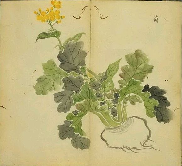 10.葑，类似大头菜，在胡三省注中解释为：按葑音封，菜也，亦谓之蔓菁。出自《唐风•采苓》：“采葑采葑，首阳之东。人之为言，苟亦无从。”