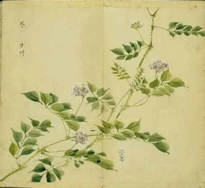 12.苓，一种药草，沈括《梦溪笔谈》例记载：“苓，此乃黄药也，其味极苦。”出自《唐风•采苓》：“采苓采苓，首阳之巅。人之为言，苟亦无信。”