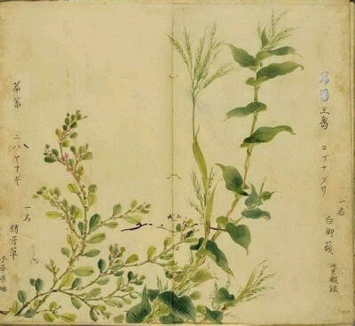  15.篇蓄，别名猪牙草，竹。为蓼科一年生草本植物，每年小暑时间采取茎叶，晒干作药用。出自《卫风·淇奥》:“瞻彼淇奥，绿竹猗猗。瞻彼淇奥，绿竹青青。”王刍，菉草的别称，又名荩草。即《卫风·淇奥》“绿竹猗猗” …