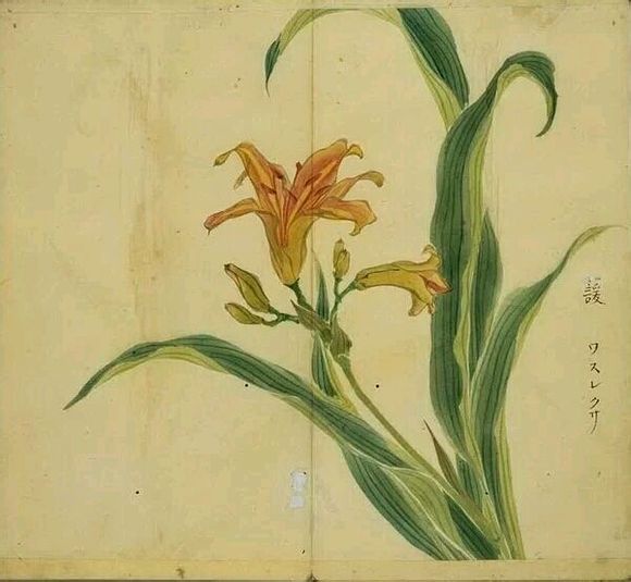 19.黄花菜，萱草，忘忧草。出自《卫风?伯兮》：“焉得蘐草，言树之背？”