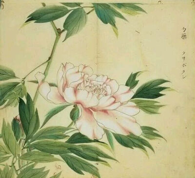 27.芍药，别名将离。出自《郑风·溱洧》:“维士与女，伊其相谑，赠之以勺药。”