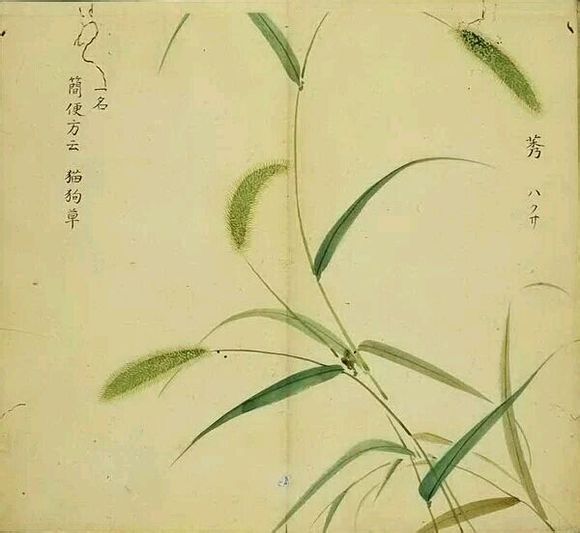 28.莠，又叫狗尾草，因该植物的穗形像狗尾巴，而得名。出自《小雅·大田》:“既方既皂，既坚既好，不稂不莠。”