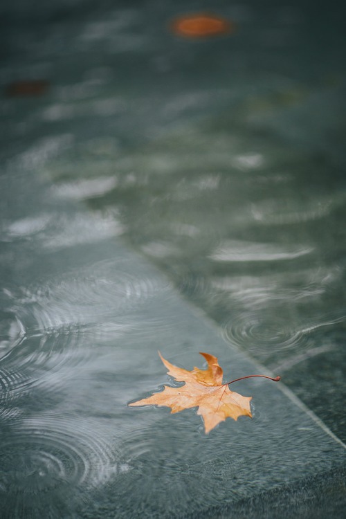 秋雨