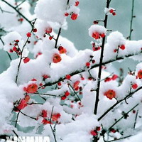 我们要像梅花一样坚强。