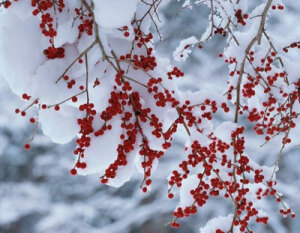在洁白的布上染上了红色的血迹。
