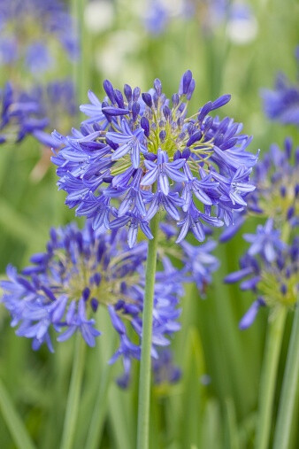 百子莲 Agapanthus - Queen Elizabeth the Queen Mother