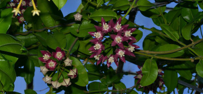 丽球兰 Hoya imperialis ，夹竹桃科（萝藦科）球兰属。