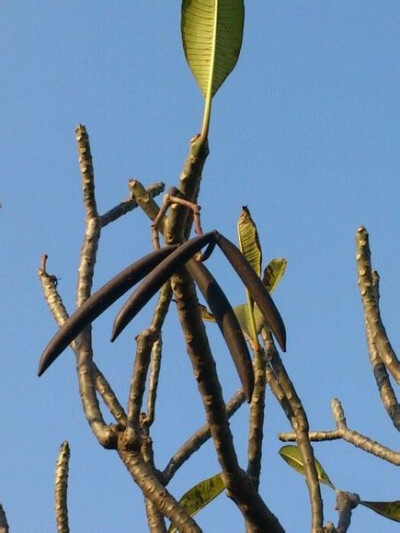 鸡蛋花 Plumeria rubra 'Acutifolia' ，夹竹桃科鸡蛋花属。图上是它的果实，夹竹桃科典型的二枚叉生的蓇葖果。