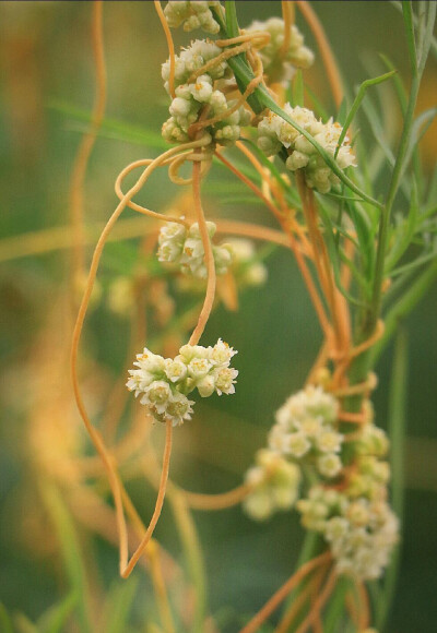 菟丝子 Cuscuta chinensis ，旋花科菟丝子属。