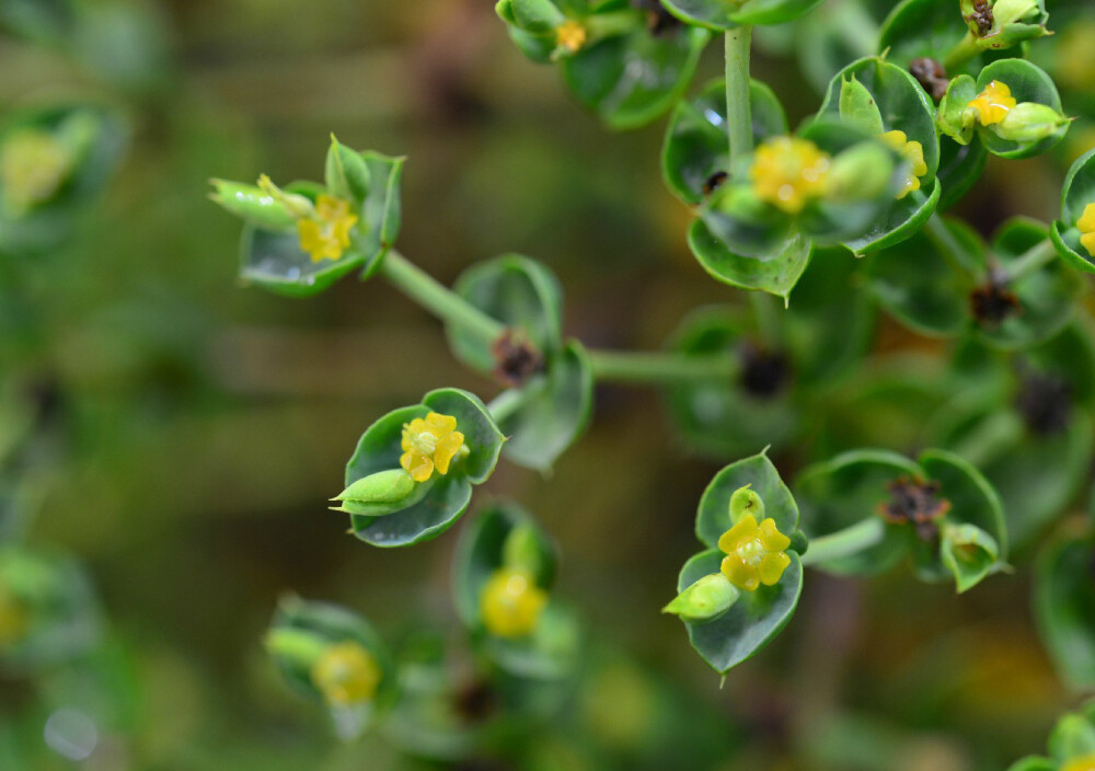 Euphorbia paralias ，大戟科大戟属。