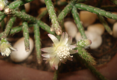 Rhipsalis sp. ，仙人掌科丝苇属。