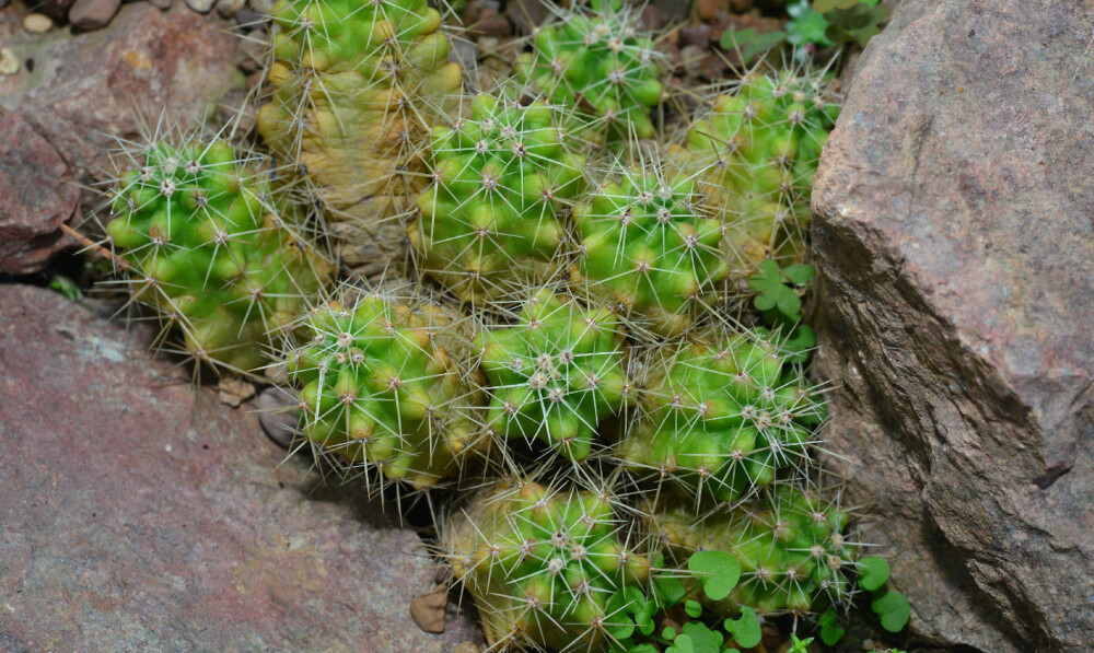 Echinocereus enneacanthus ，仙人掌科鹿角柱属。