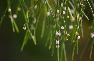 垂枝绿珊瑚 Rhipsalis baccifera ，仙人掌科丝苇属。