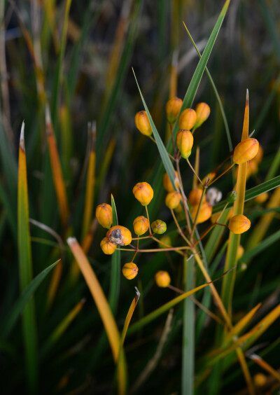 智利丽白花 Libertia chilensis ，丽白花属。蒴果。