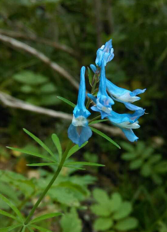 陕西紫堇 Corydalis shensiana ，紫堇科紫堇属。