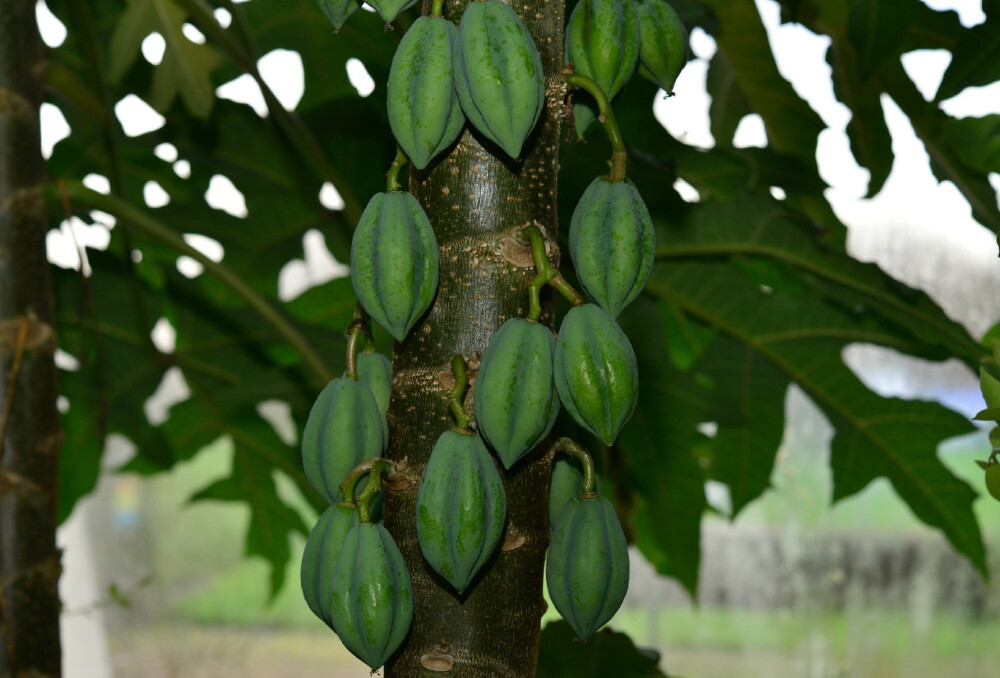 Vasconcellea pubescens ，番木瓜科徒木瓜属。