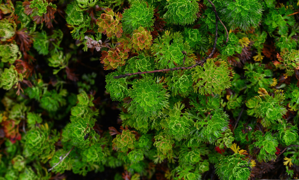 鸡爪梅 Luetkea pectinata ，蔷薇科鸡爪梅属。